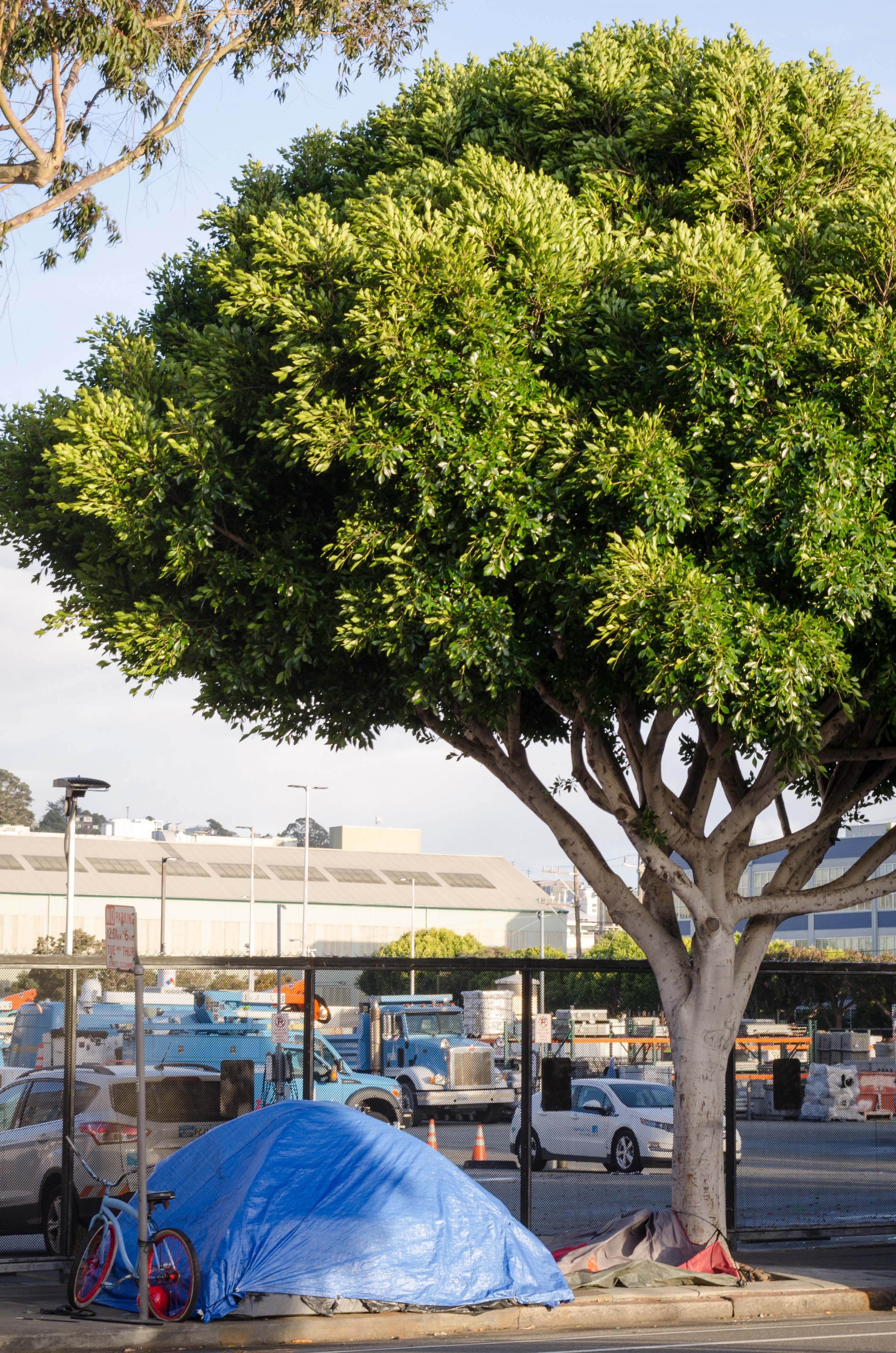 03_SFTrees_Stapp