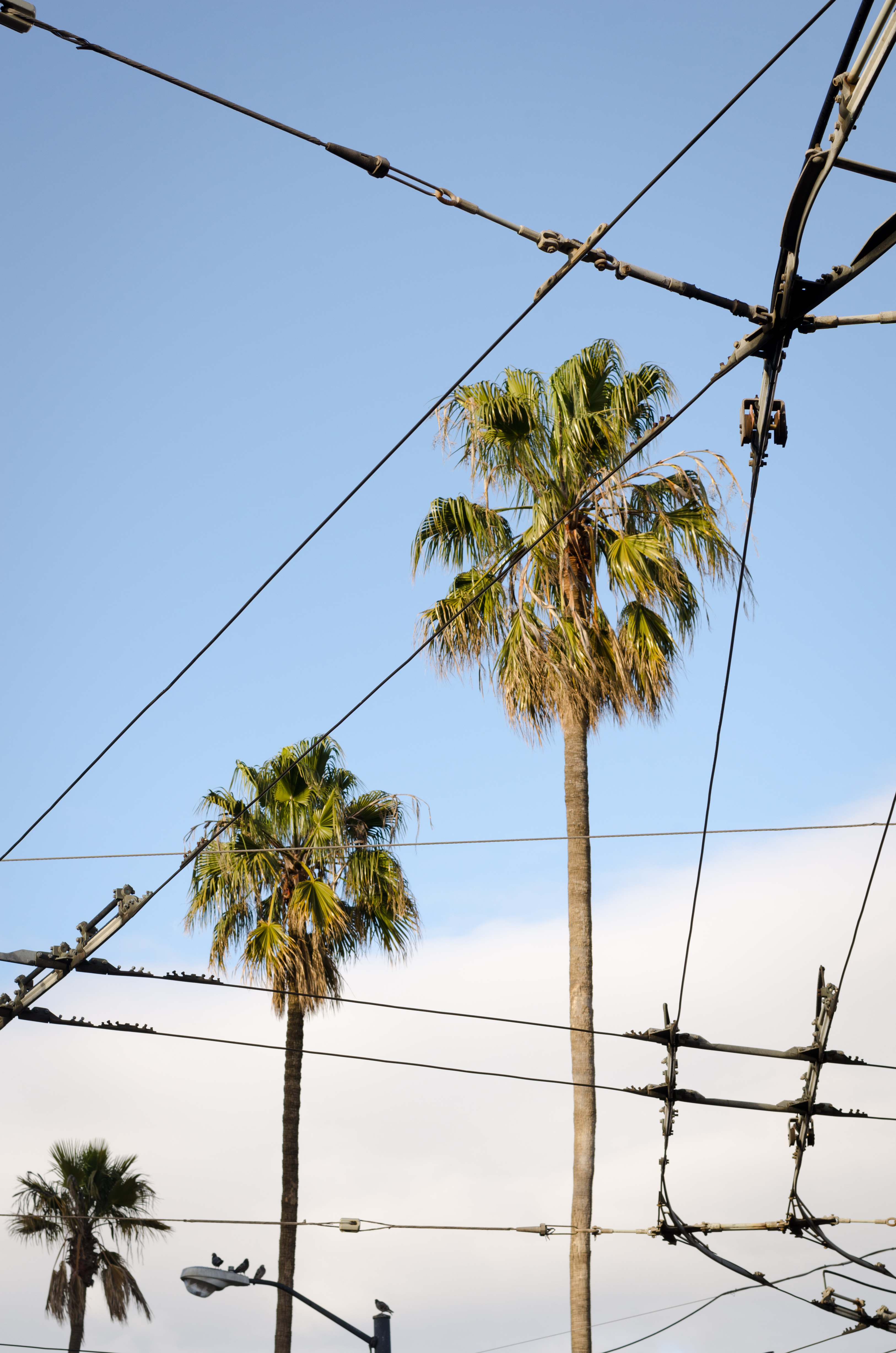 04_SFTrees_Stapp
