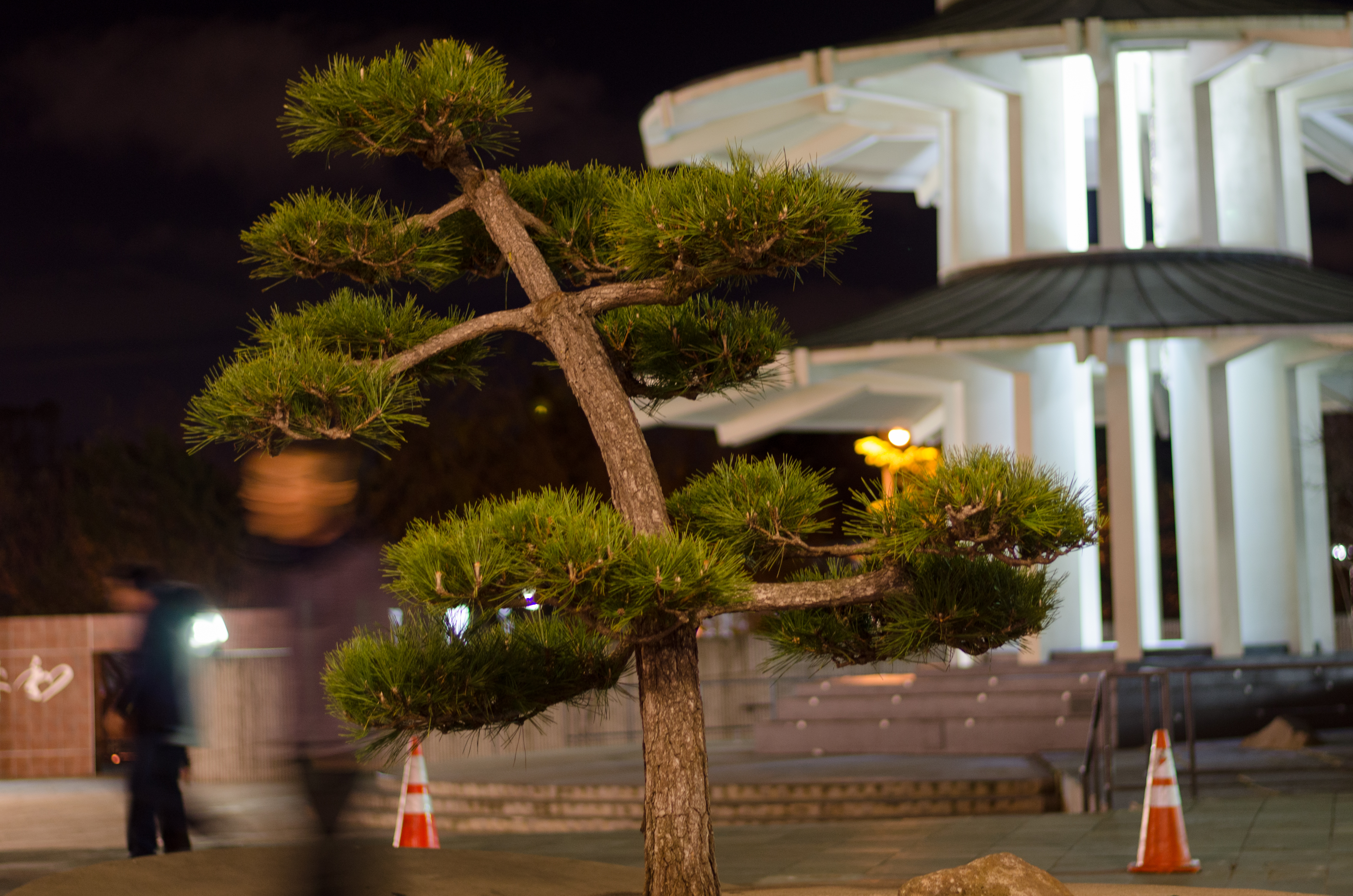 05_SFTrees_Stapp