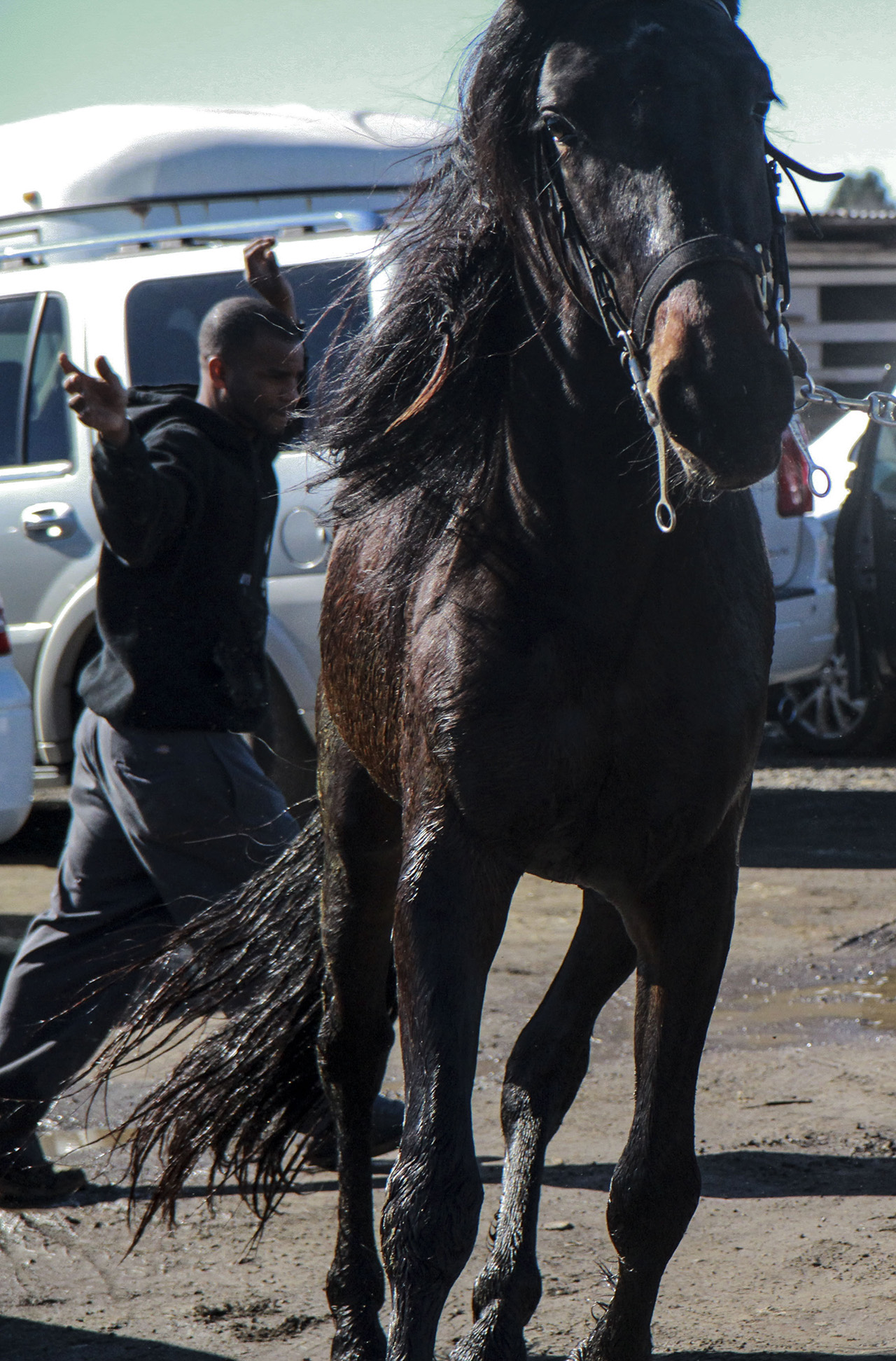 08_horsestable_melles