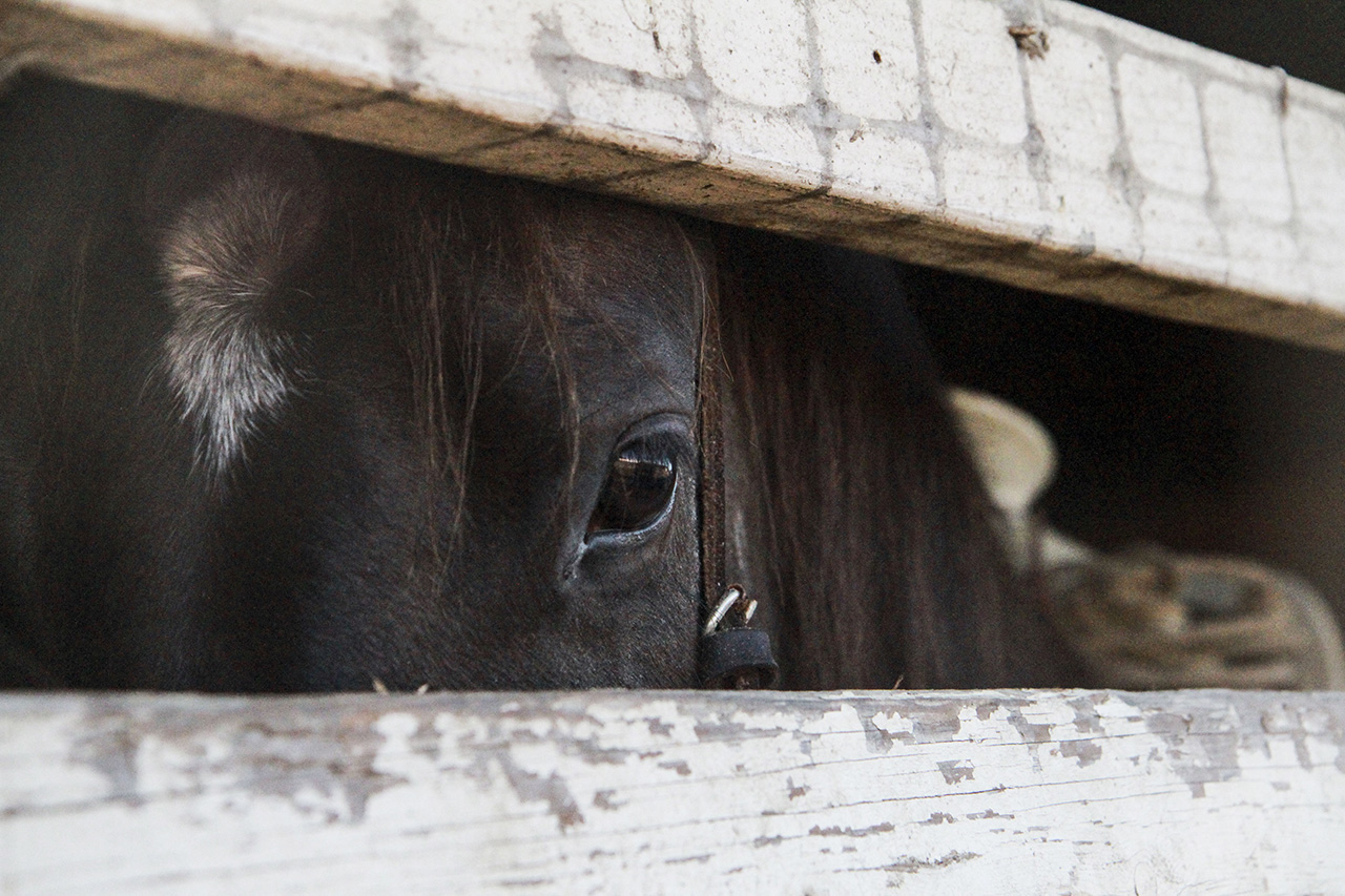 10_horsestable_melles